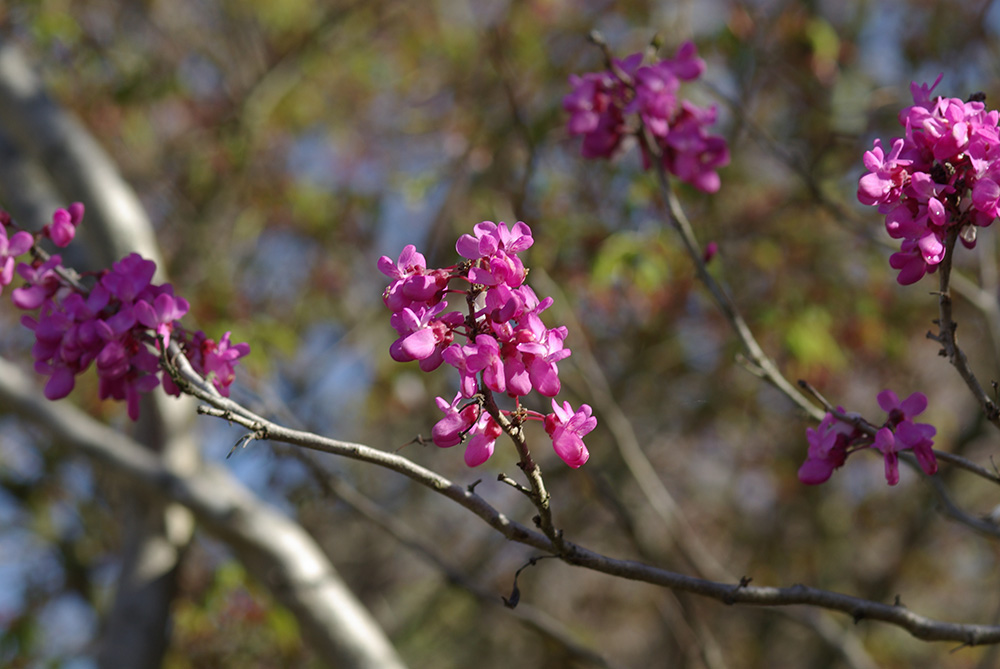 濃いピンク色の花が咲いている画像