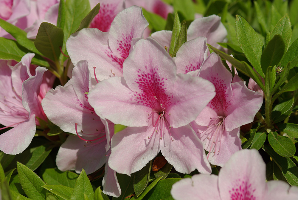 うすピンク色の花が咲いている画像