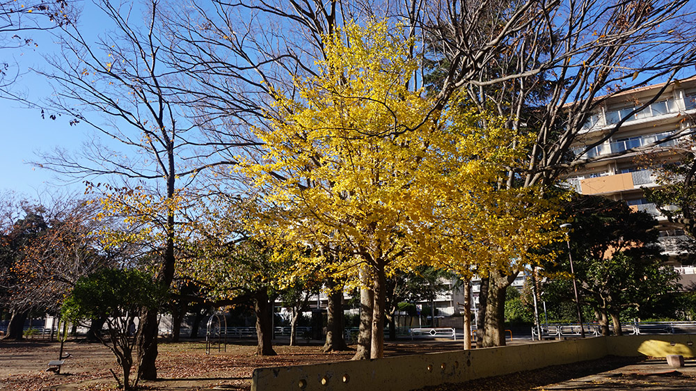 イチョウの木を全体に写した画像