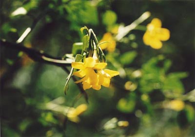 黄色い花が咲いている画像