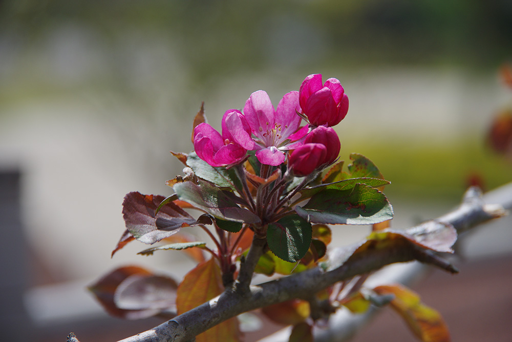 濃いピンク色の花弁の先がまるくなって咲いている画像