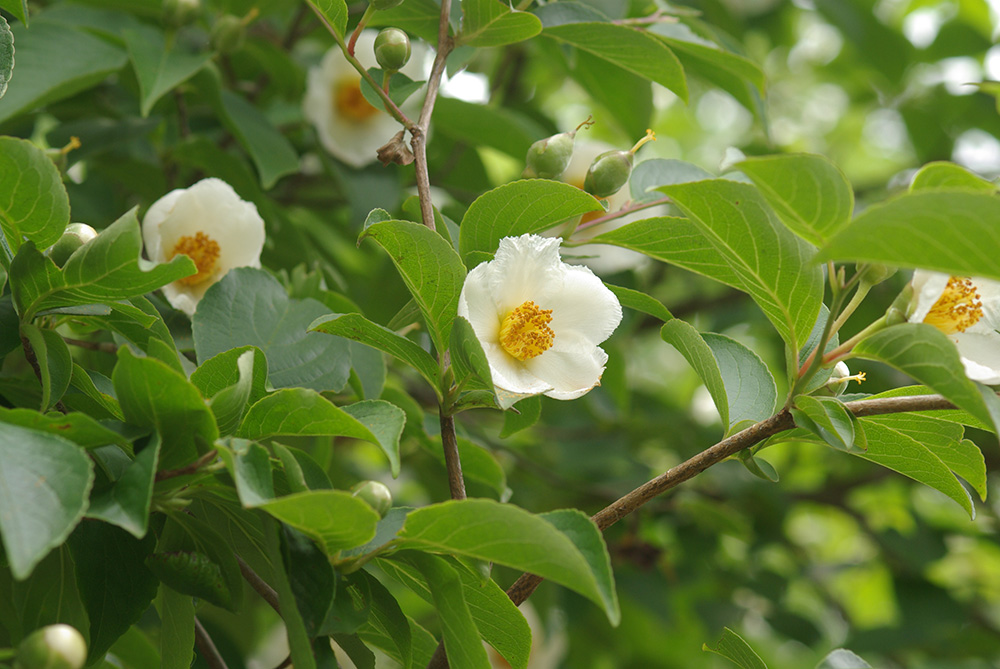 白い花が咲いている画像