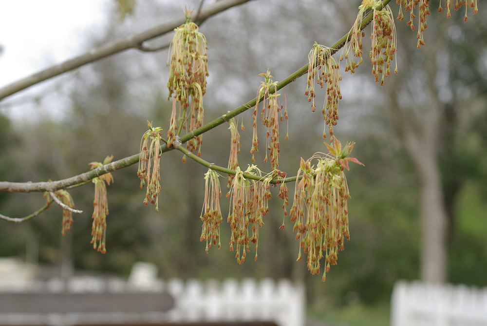 赤茶の花を花枝につけてぶら下がっている画像
