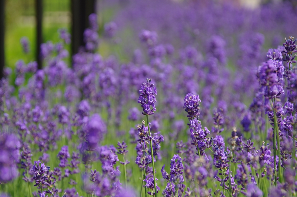 無数の紫色の花が枝に取り囲むように咲いている画像