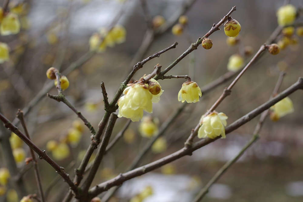 黄色の花が咲いている画像