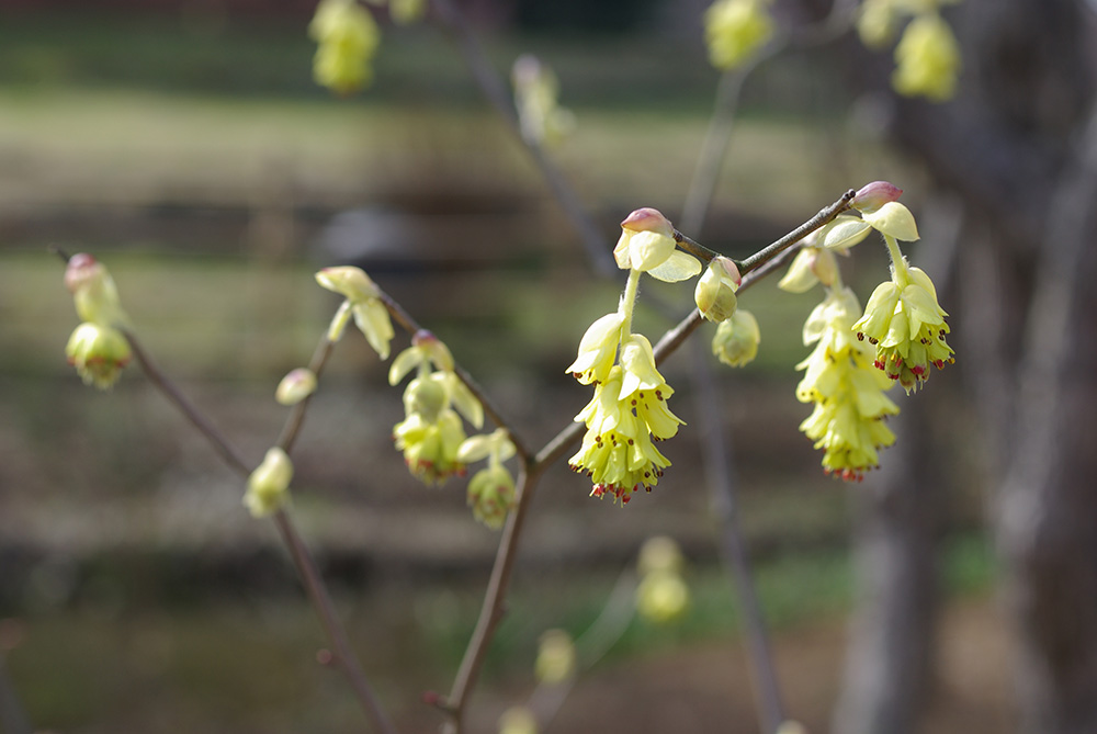 釣り鐘状の黄色の花を下向きにつけ咲いている画像