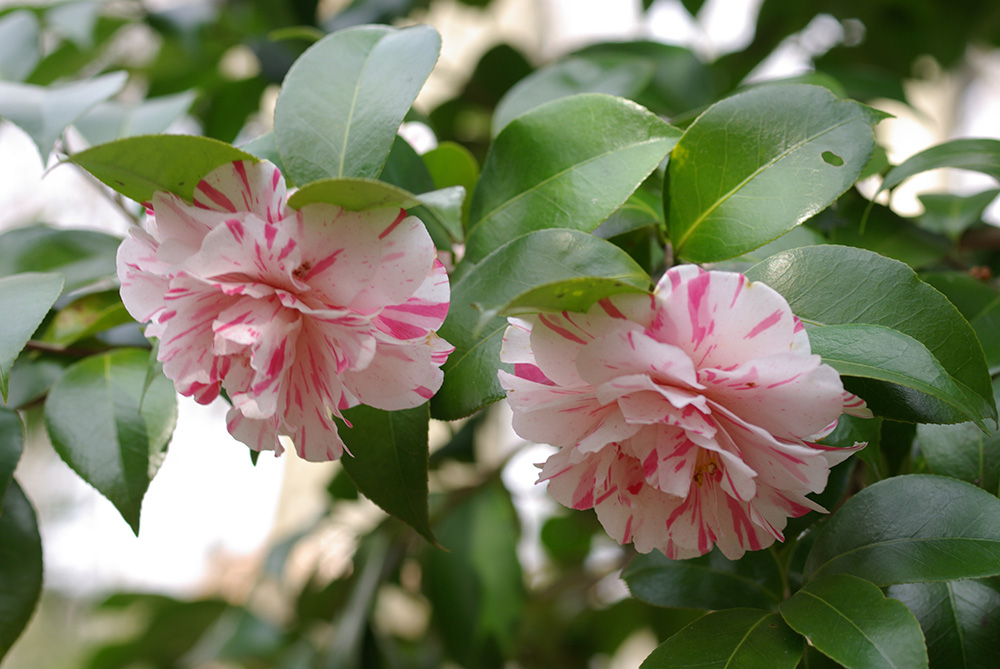うすピンク色の花が咲いている画像