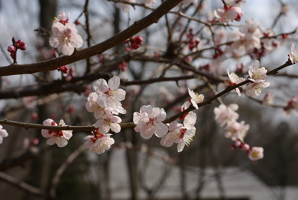 うすピンク色の桜に似た花が咲いている画像