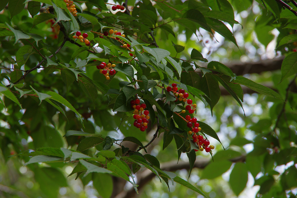 小さい赤い実がたくさん枝についている画像